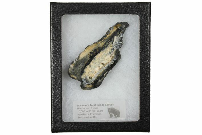 Mammoth Molar Slice With Case - South Carolina #130686